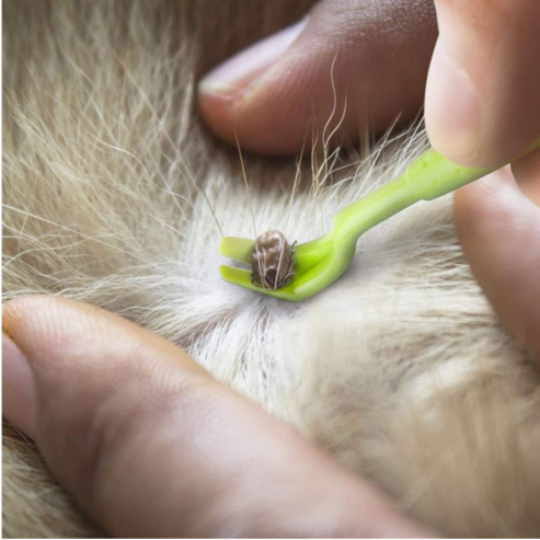 Crochets à Tiques linvshi shop – Lot de 3 Outils de Retrait Simples et Efficaces pour Chiens et Chats